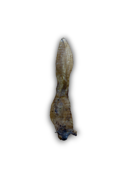 Anco Naturals Rabbit Ears Each