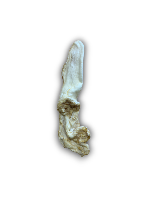Anco Naturals Rabbit Ears Each